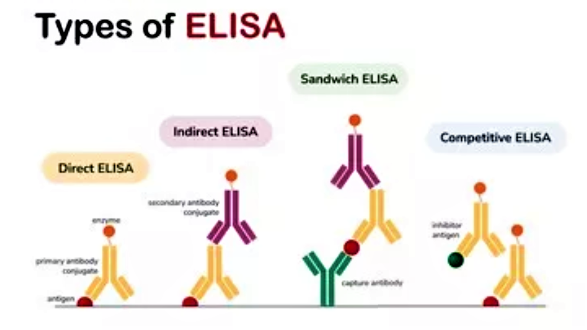 øELISA